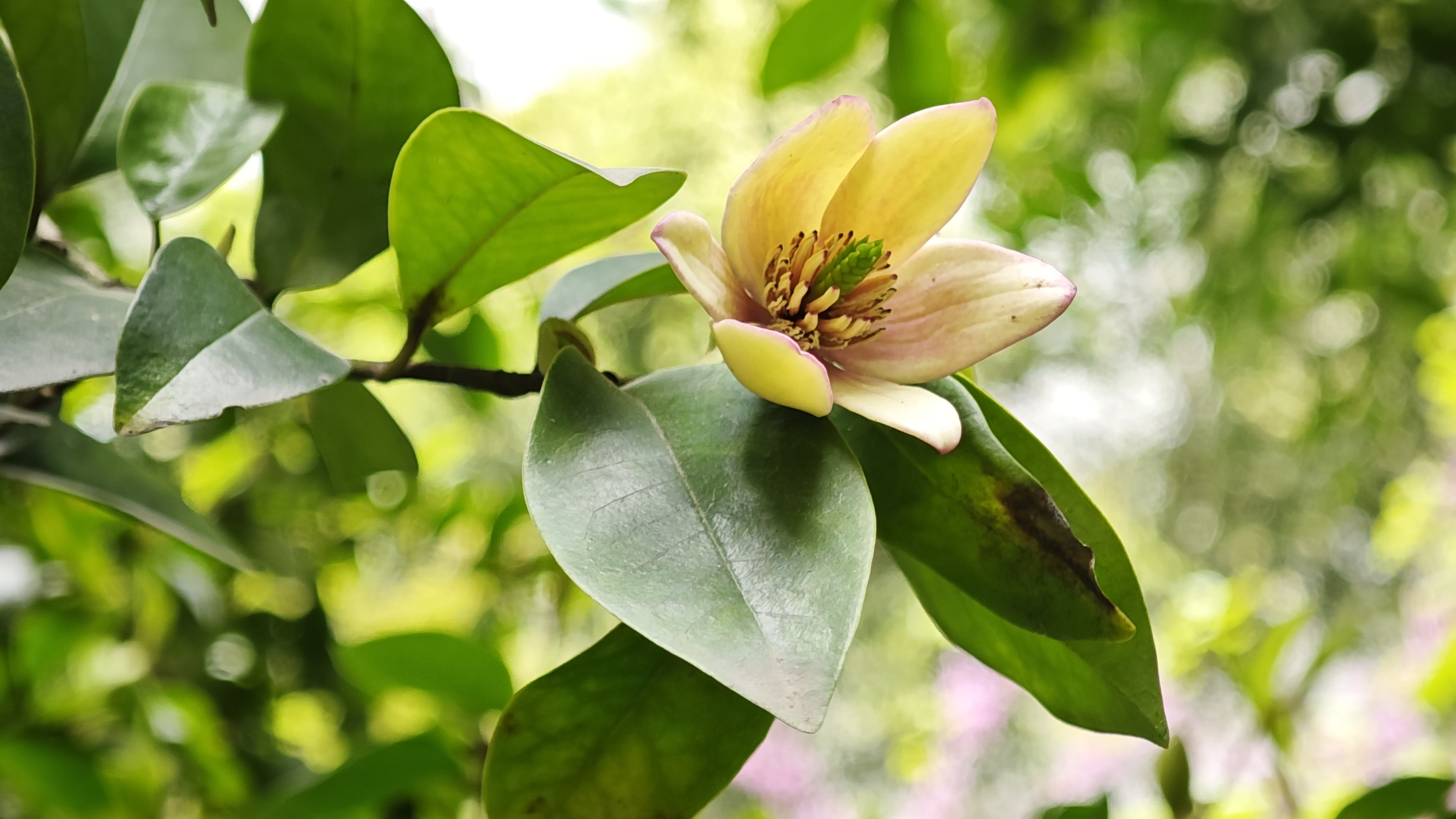 木兰目 Magnoliales 木兰科 Magnoliaceae-西南大学生命科学学院